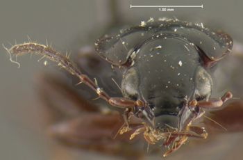 Media type: image;   Entomology 33015 Aspect: head frontal view